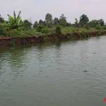 ca-noi-dau-vao-sang-som