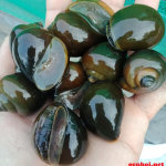 1-kg-oc-nhoi-oc-buou-ta
